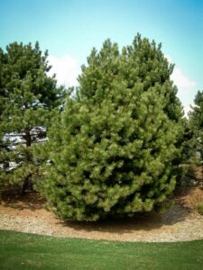 Сосна Чёрная (Pinus Nigra) купить по цене от 270.00р. в интернет-магазине «Посадика» с доставкой почтой в в Кстовое и по всей России – [изображение №1].