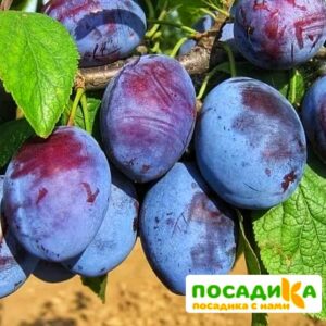 Слива Чачакская ранняя купить по цене от 229.00р. в интернет-магазине «Посадика» с доставкой почтой в в Кстовое и по всей России – [изображение №1].