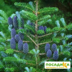 Пихта корейская (Abies koreana) купить по цене от 450.00р. в интернет-магазине «Посадика» с доставкой почтой в в Кстовое и по всей России – [изображение №1].