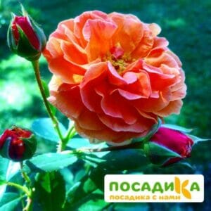 Роза Арабия купить по цене от 350.00р. в интернет-магазине «Посадика» с доставкой почтой в в Кстовое и по всей России – [изображение №1].