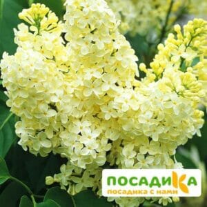 Сирень Примроуз (Primrose) купить по цене от 529.00р. в интернет-магазине «Посадика» с доставкой почтой в в Кстовое и по всей России – [изображение №1].