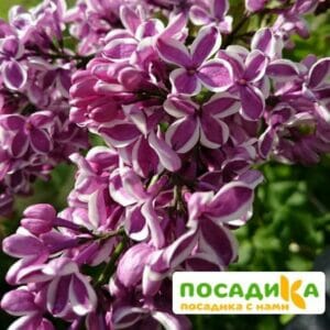 Сирень Сенсация купить по цене от 529.00р. в интернет-магазине «Посадика» с доставкой почтой в в Кстовое и по всей России – [изображение №1].