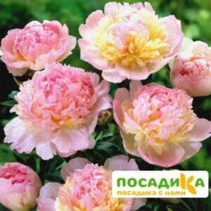 Пион Распберри Сандей (Paeonia Raspberry Sundae) купить по цене от 959р. в интернет-магазине «Посадика» с доставкой почтой в в Кстовое и по всей России – [изображение №1].