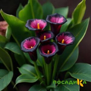 Калла Аура Лейс купить по цене от 400р. в интернет-магазине «Посадика» с доставкой почтой в в Кстовое и по всей России – [изображение №1].