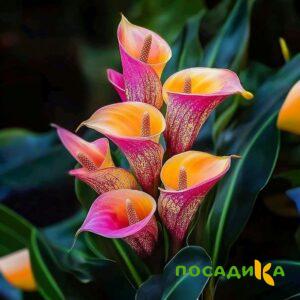 Калла Оникс купить по цене от 450р. в интернет-магазине «Посадика» с доставкой почтой в в Кстовое и по всей России – [изображение №1].