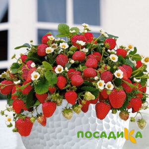 Клубника Рубиновый Шепот (горшечная) купить по цене от 240р. в интернет-магазине «Посадика» с доставкой почтой в в Кстовое и по всей России – [изображение №1].