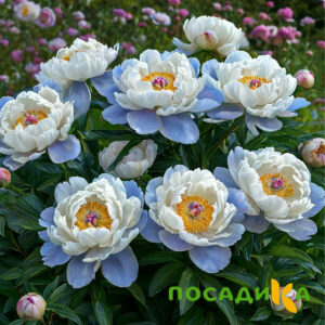 Пион акварельный Этюд купить по цене от 806р. в интернет-магазине «Посадика» с доставкой почтой в в Кстовое и по всей России – [изображение №1].