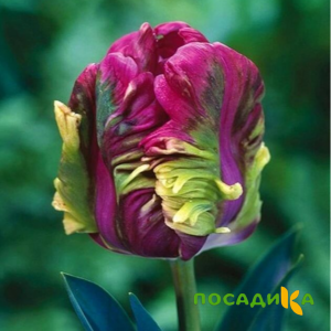 Тюльпан Экзотик Хэвен купить по цене от 186р. в интернет-магазине «Посадика» с доставкой почтой в в Кстовое и по всей России – [изображение №1].