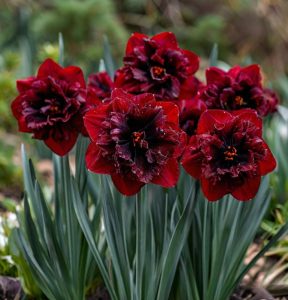 Нарцисс Сапфировый Бриз купить по цене от 3000р. в интернет-магазине «Посадика» с доставкой почтой в в Кстовое и по всей России – [изображение №1].