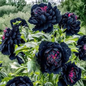 Пион древовидный Сердце Афродиты купить по цене от 600р. в интернет-магазине «Посадика» с доставкой почтой в в Кстовое и по всей России – [изображение №1].